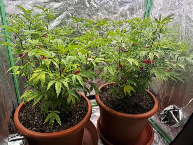 2x Cap Junky Scrog. Week 7