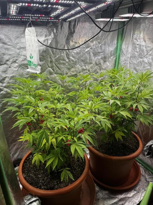 2x Cap Junky Scrog. Week 7