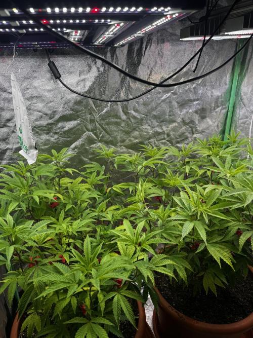 2x Cap Junky Scrog. Week 7