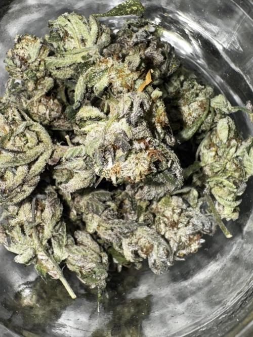 American Pie Organic Earth SCROG. Week 16