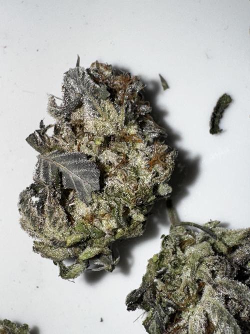 American Pie Organic Earth SCROG. Week 16