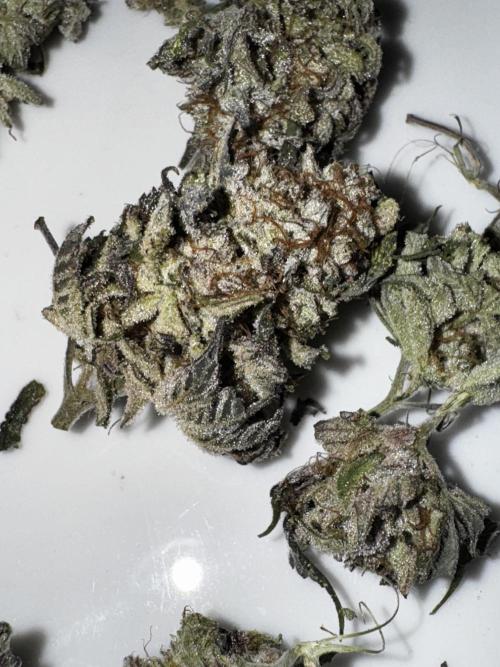 American Pie Organic Earth SCROG. Week 16