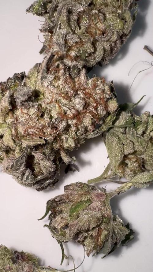 American Pie Organic Earth SCROG