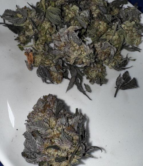 Solo CapJunky Scrog. Week 18