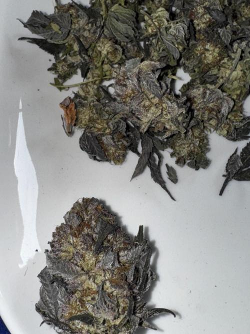 Solo CapJunky Scrog. Week 18