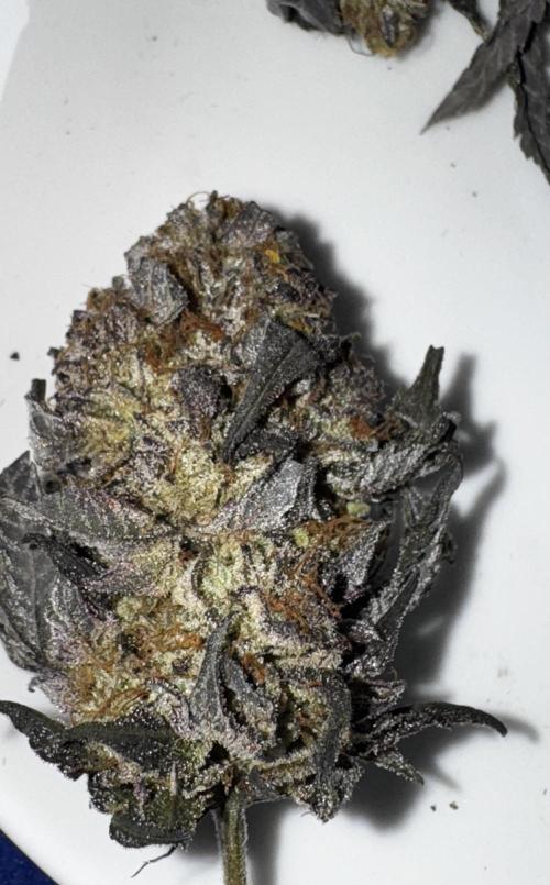 Solo CapJunky Scrog. Week 18