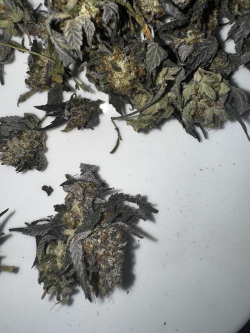 Solo CapJunky Scrog. Week 18