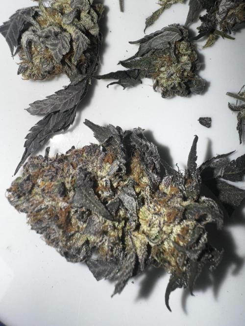 Solo CapJunky Scrog. Week 18