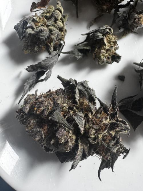 Solo CapJunky Scrog. Week 18