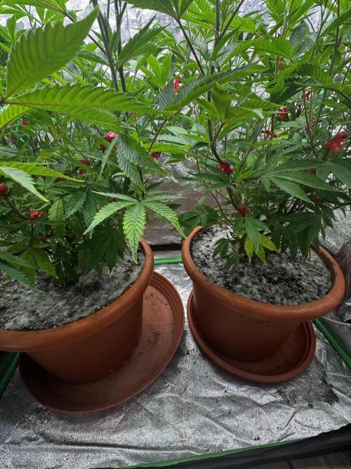 2x Cap Junky Scrog. Week 8