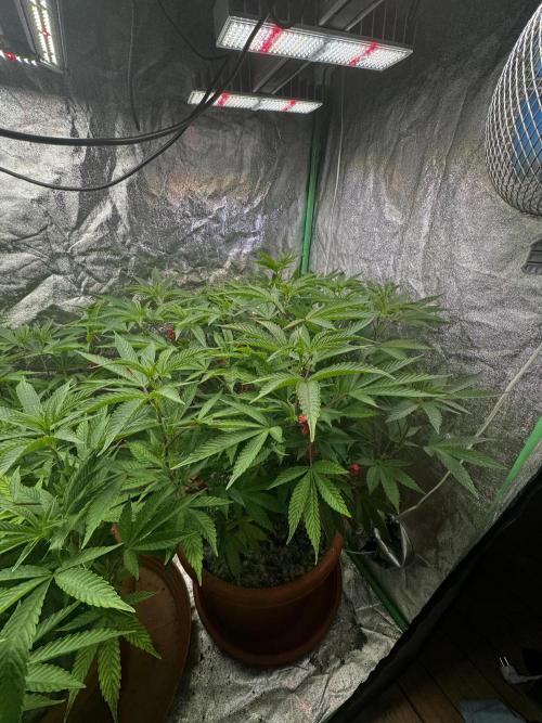 2x Cap Junky Scrog. Week 8