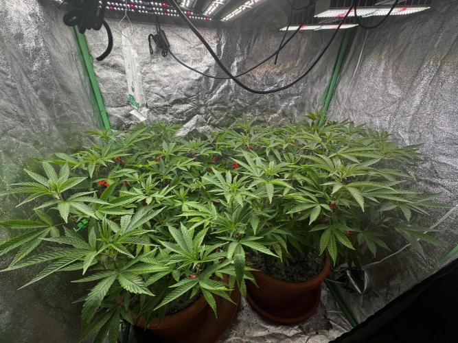 2x Cap Junky Scrog. Week 8