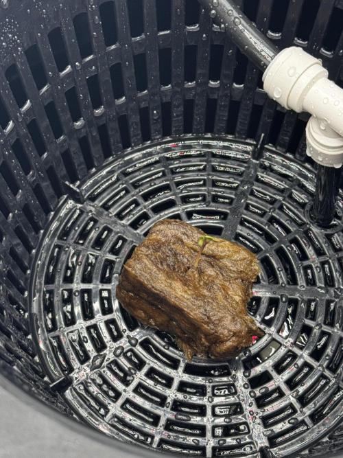 hydroponic Dante’s Cherrycana. Week 0