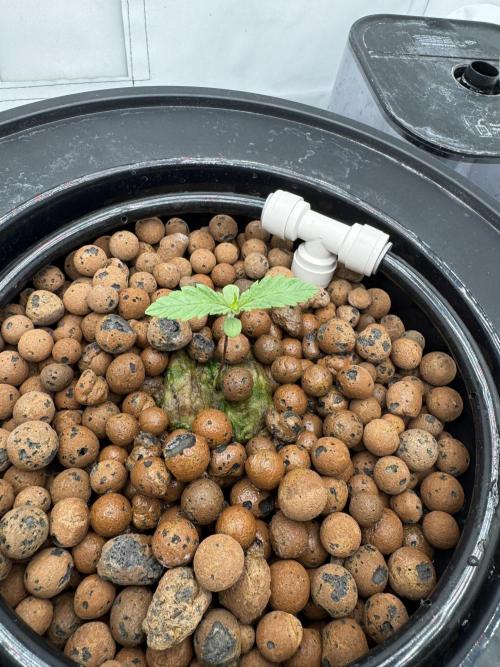 hydroponic Dante’s Cherrycana. Week 1