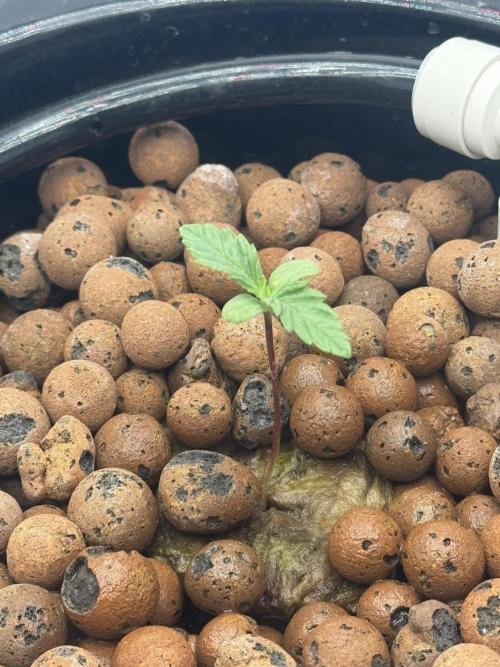 hydroponic Dante’s Cherrycana. Week 1