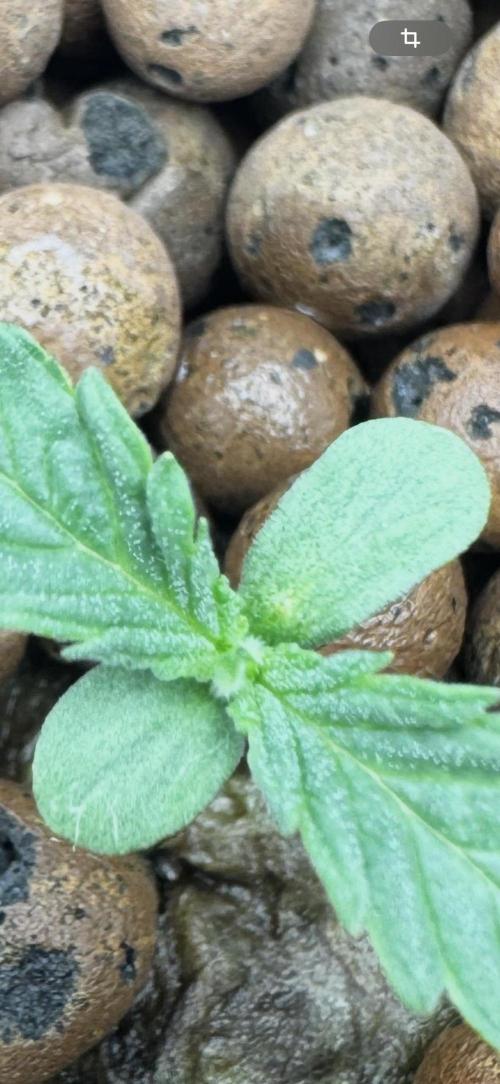 hydroponic Dante’s Cherrycana. Week 1