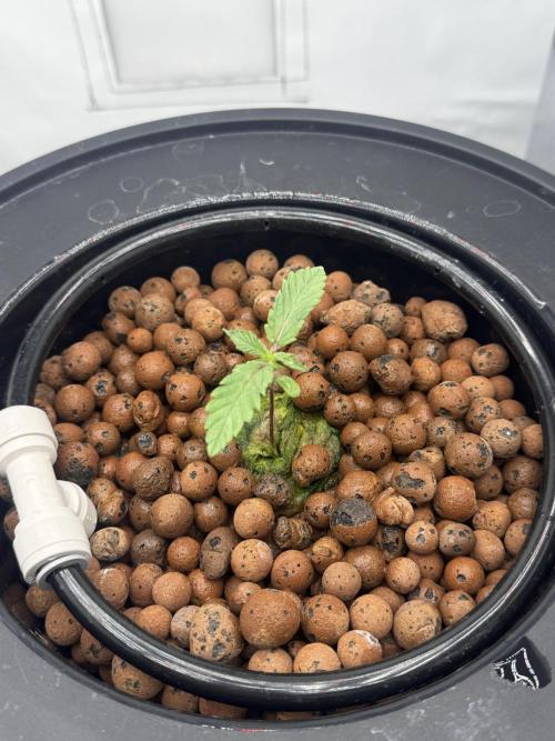 hydroponic Dante’s Cherrycana. Week 1