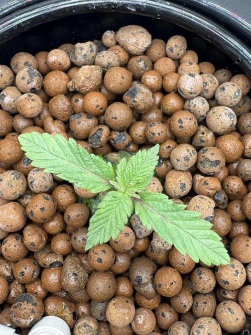 hydroponic Dante’s Cherrycana. Week 1