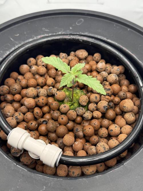 hydroponic Dante’s Cherrycana. Week 1