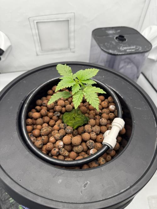 hydroponic Dante’s Cherrycana. Week 2