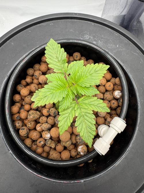 hydroponic Dante’s Cherrycana. Week 2