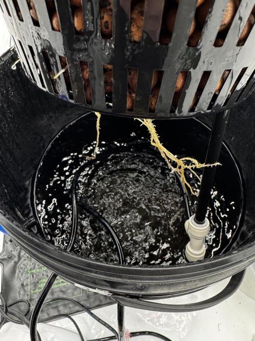 hydroponic Dante’s Cherrycana. Week 2