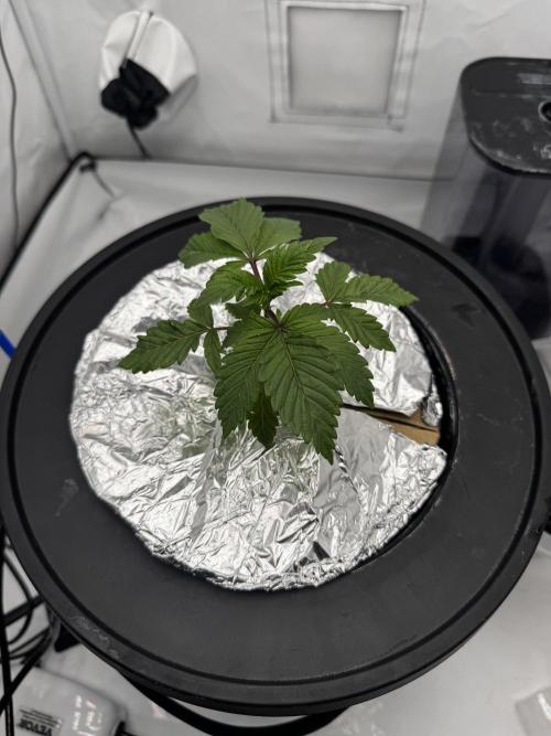 hydroponic Dante’s Cherrycana. Week 3