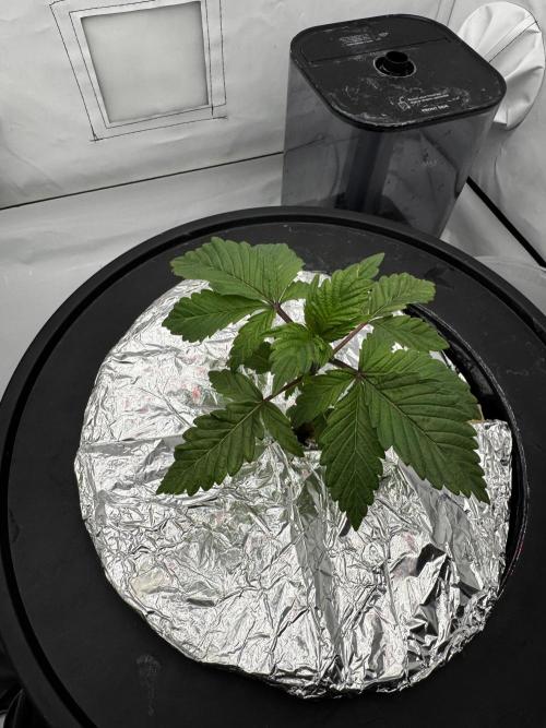 hydroponic Dante’s Cherrycana. Week 3