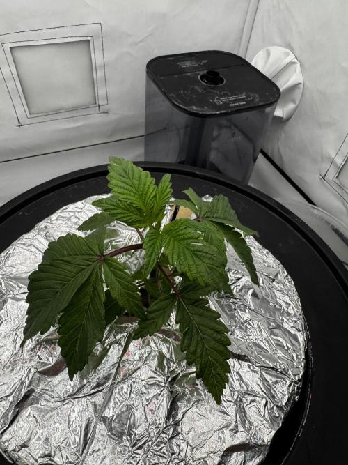 hydroponic Dante’s Cherrycana. Week 3