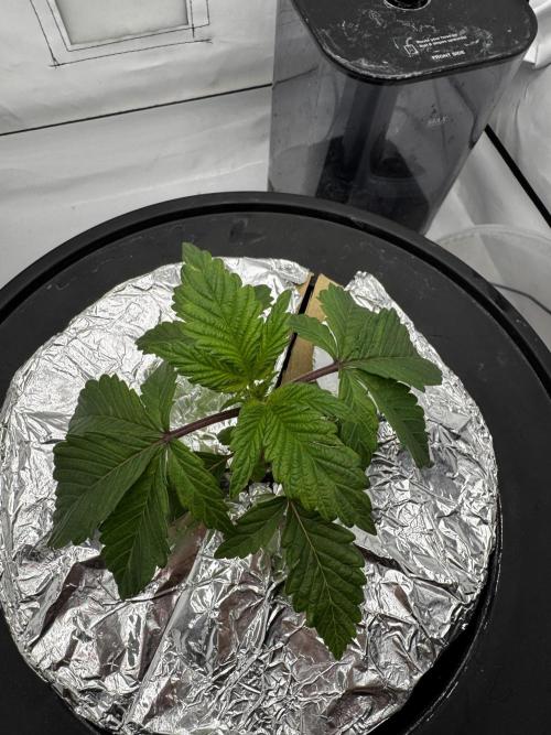 hydroponic Dante’s Cherrycana. Week 3