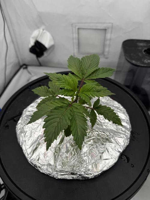 hydroponic Dante’s Cherrycana. Week 3