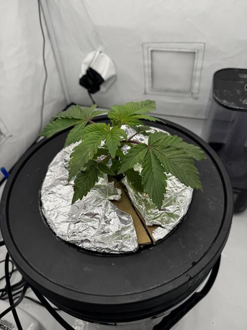 hydroponic Dante’s Cherrycana. Week 3