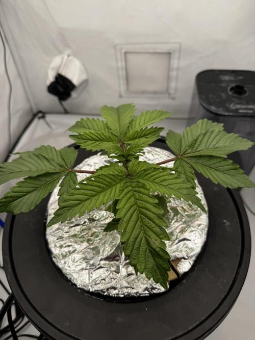 hydroponic Dante’s Cherrycana. Week 3