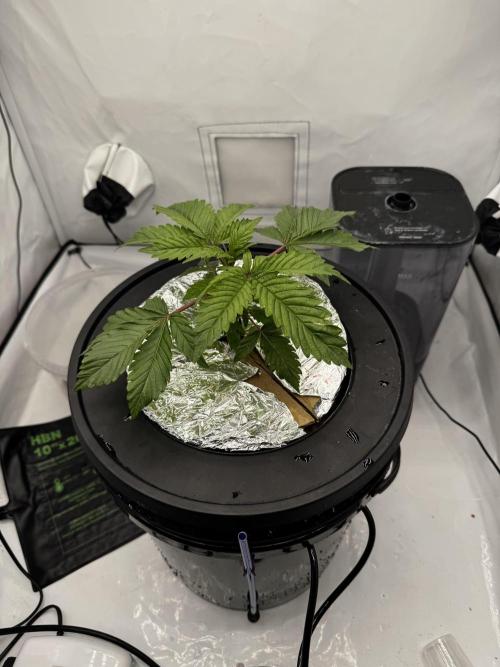hydroponic Dante’s Cherrycana. Week 3