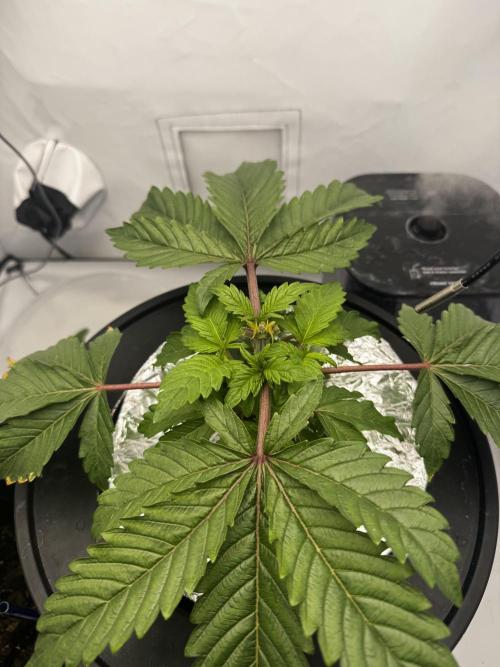 hydroponic Dante’s Cherrycana. Week 4