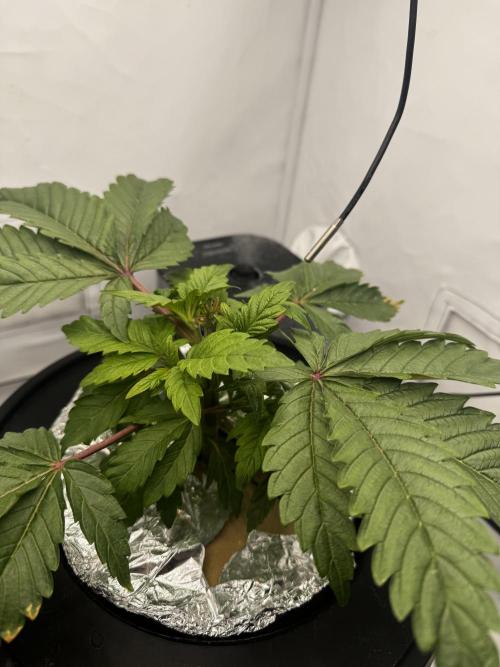 hydroponic Dante’s Cherrycana. Week 4