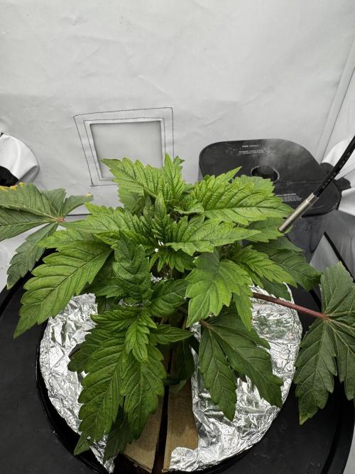 hydroponic Dante’s Cherrycana. Week 4