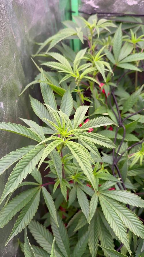 2x Cap Junky Scrog