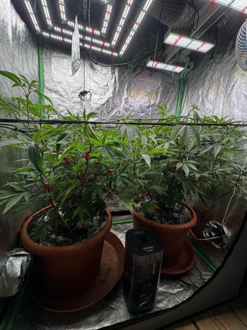 2x Cap Junky Scrog. Week 9