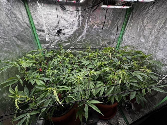 2x Cap Junky Scrog. Week 9