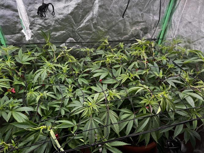 2x Cap Junky Scrog. Week 9