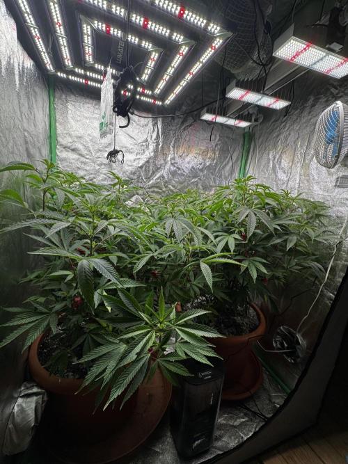 2x Cap Junky Scrog. Week 9