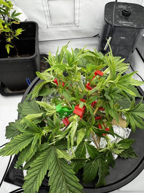 hydroponic Dante’s Cherrycana. Week 5