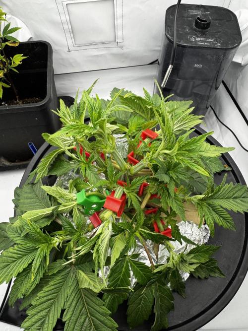 hydroponic Dante’s Cherrycana. Week 5