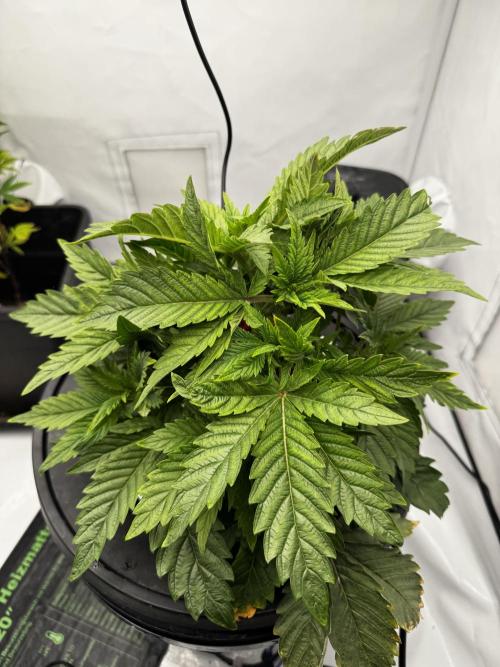 hydroponic Dante’s Cherrycana. Week 5
