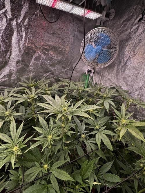 2x Cap Junky Scrog. Week 10