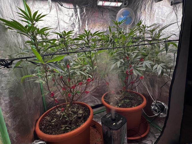 2x Cap Junky Scrog. Week 10