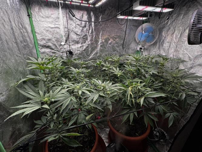 2x Cap Junky Scrog. Week 10