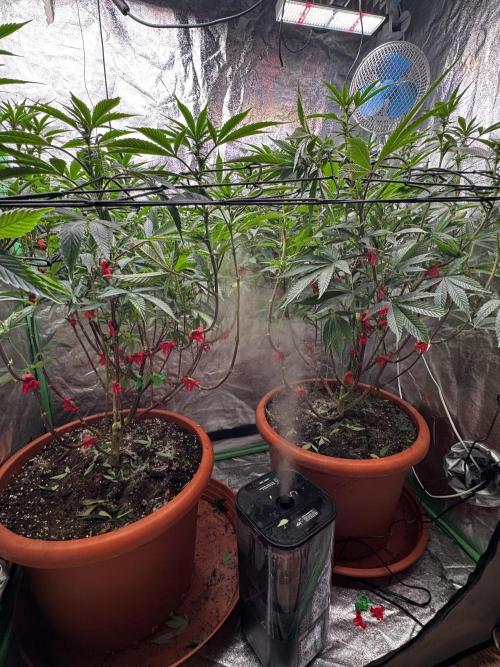 2x Cap Junky Scrog. Week 10