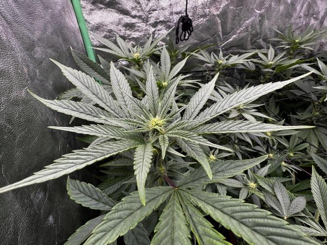 2x Cap Junky Scrog. Week 10